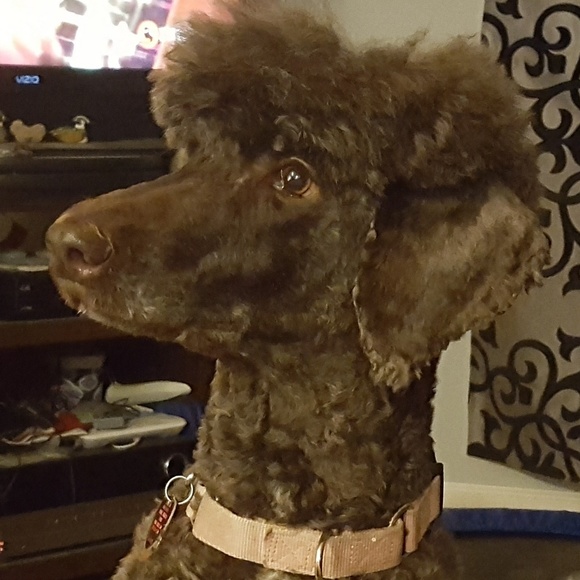 Meet your Posher, Callie - Picture 1 of 1